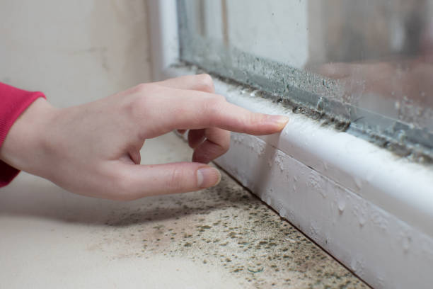 Best Emergency Mold Remediation  in Mancelona, MI