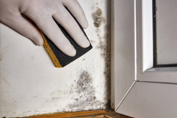 Best Water Damage & Mold Remediation  in Mancelona, MI