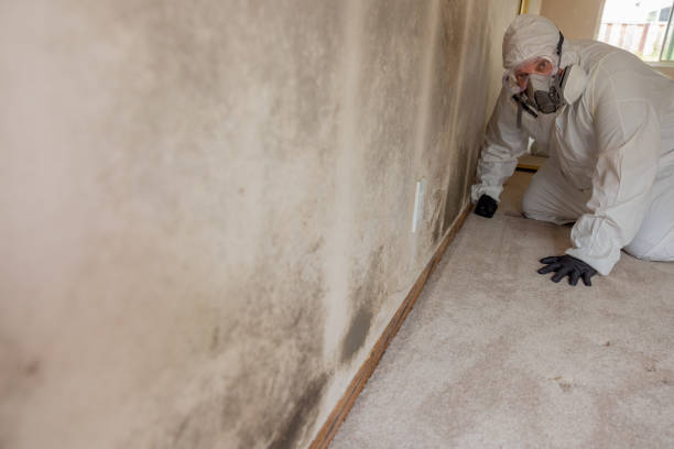 Best Mold Documentation for Insurance Claims  in Mancelona, MI