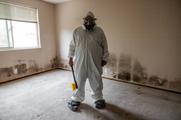 Best Mold Odor Removal Services  in Mancelona, MI